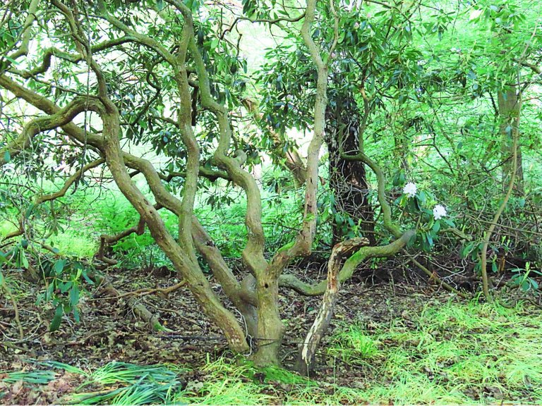 4916 Wed walk28 june   little climbing  tree.png