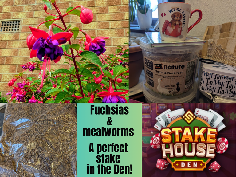 Fuchsias & mushrooms.png