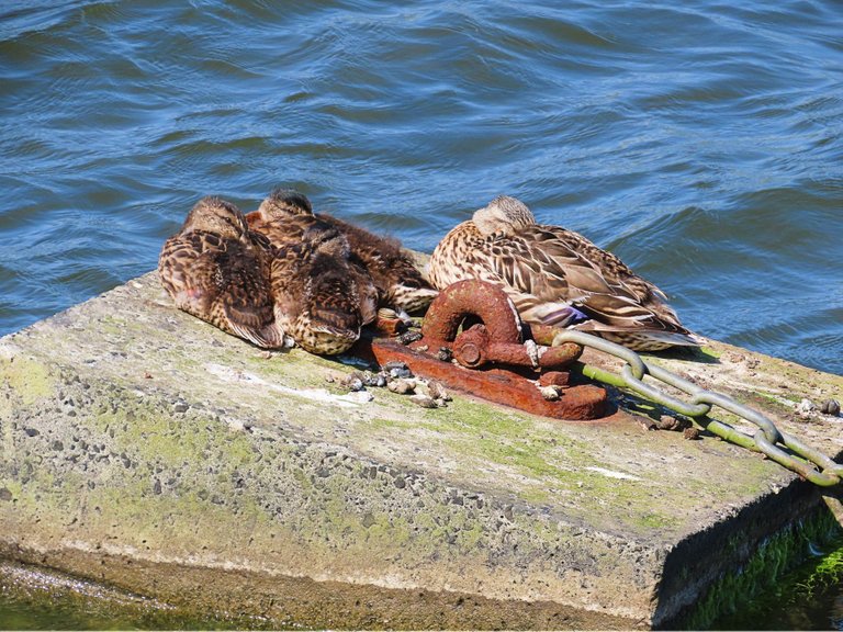 4990ducklings rock with mum.png