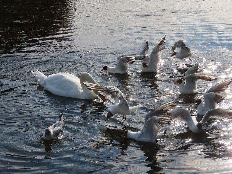 cutiepie and gulls.jpg