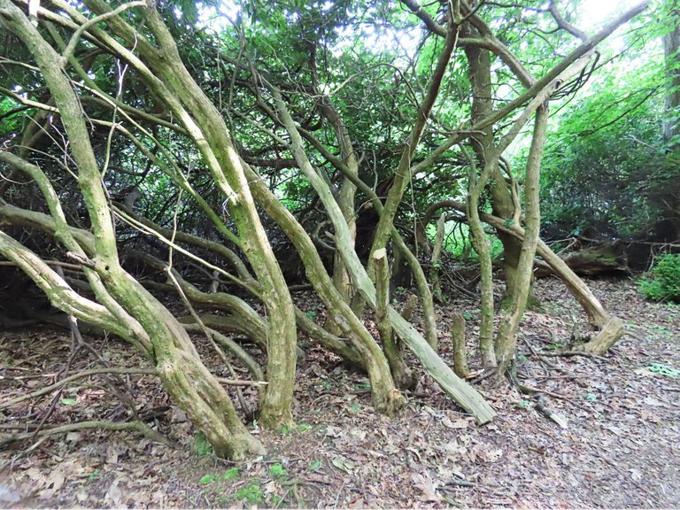 4885 Wed walk28 june  branches being cut.png