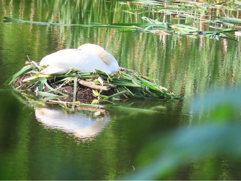 4851 Wed walk28 june swan on first nest.png