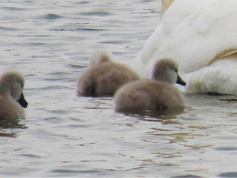 5278 Orkney Cygnets later day.png