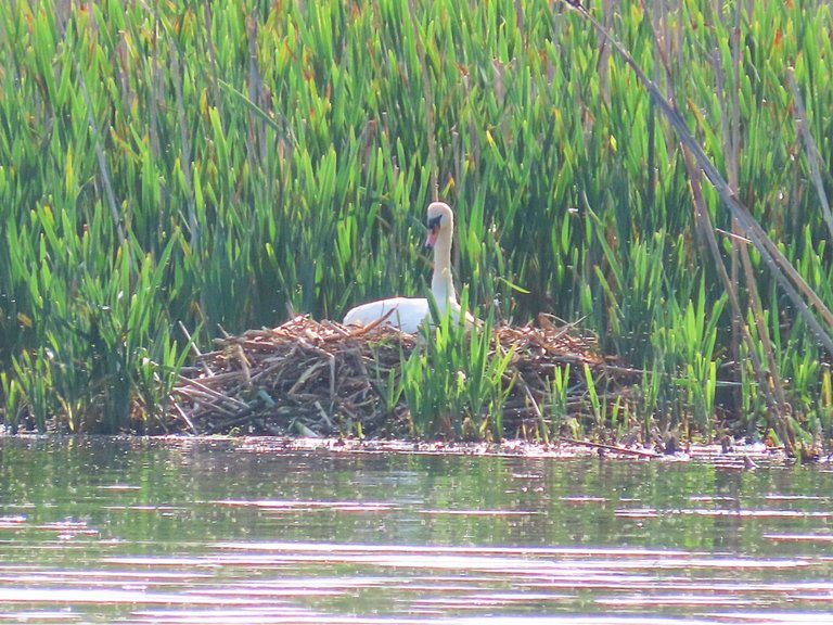 4905 Wed walk28 june  view of swan on her nest at end of lake.png