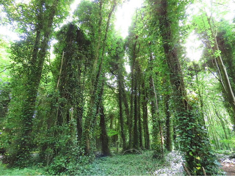 4847 Wed walk28 june Ivy bigger alley.png