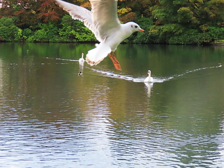 25oct2022ww11 2 swans with gull photobomber.jpg