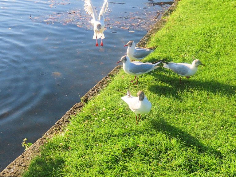 8012 FF 24 July seagull watching swan family feeding 1.jpg