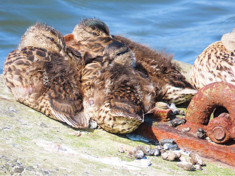 4991ducklings rock.png