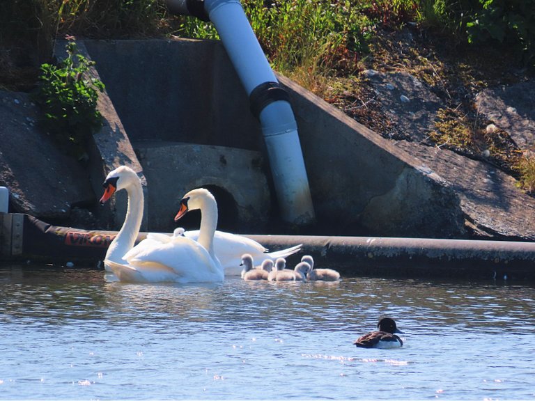 5003 Orkney Cygnets .png