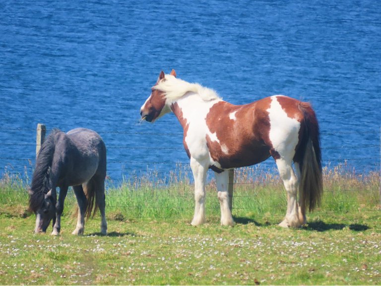 6433 Orkney ponies 2.png