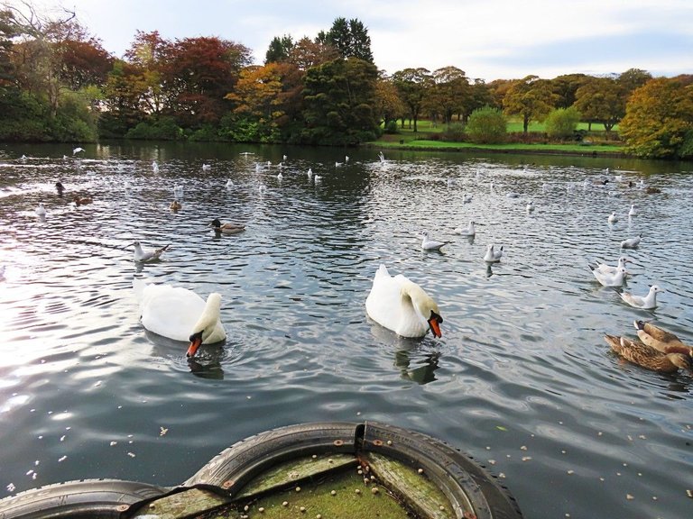 25oct2022ww12 2 swans surrounded.jpg