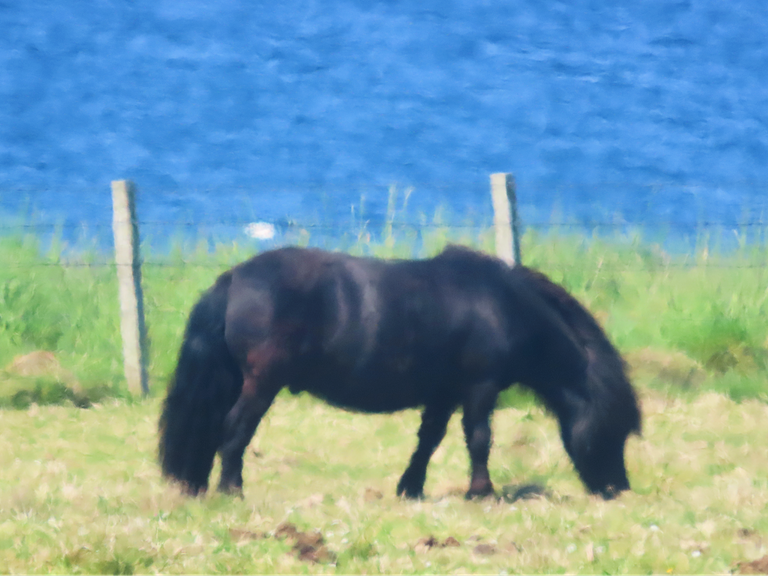 6436 Orkney Shetland pony.png