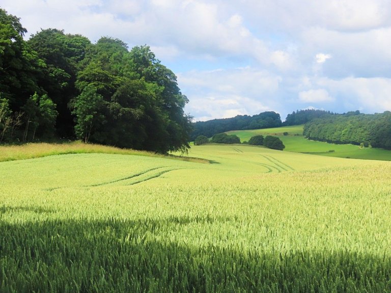 7787 12th July Walk to Balwearie Castle rolling  fields wheat.jpg