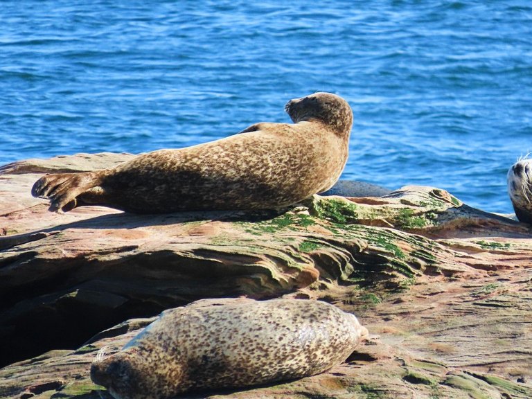 Seals on the rocks 2.jpg