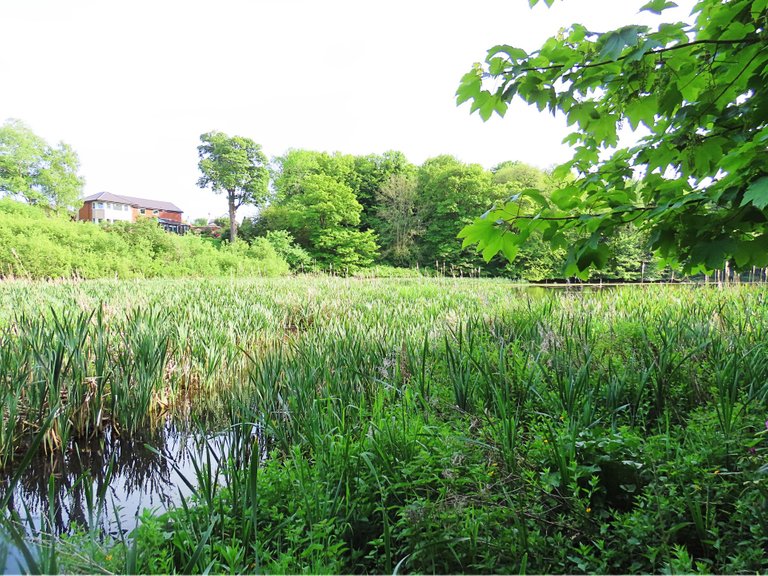 4881 Wed walk28 june  reeds at old nest.png