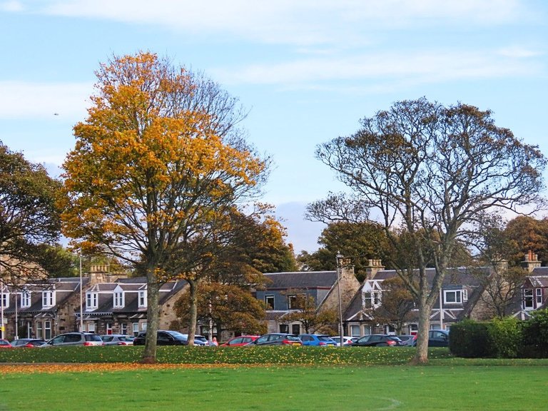 25oct2022ww5  trees on the park street.jpg