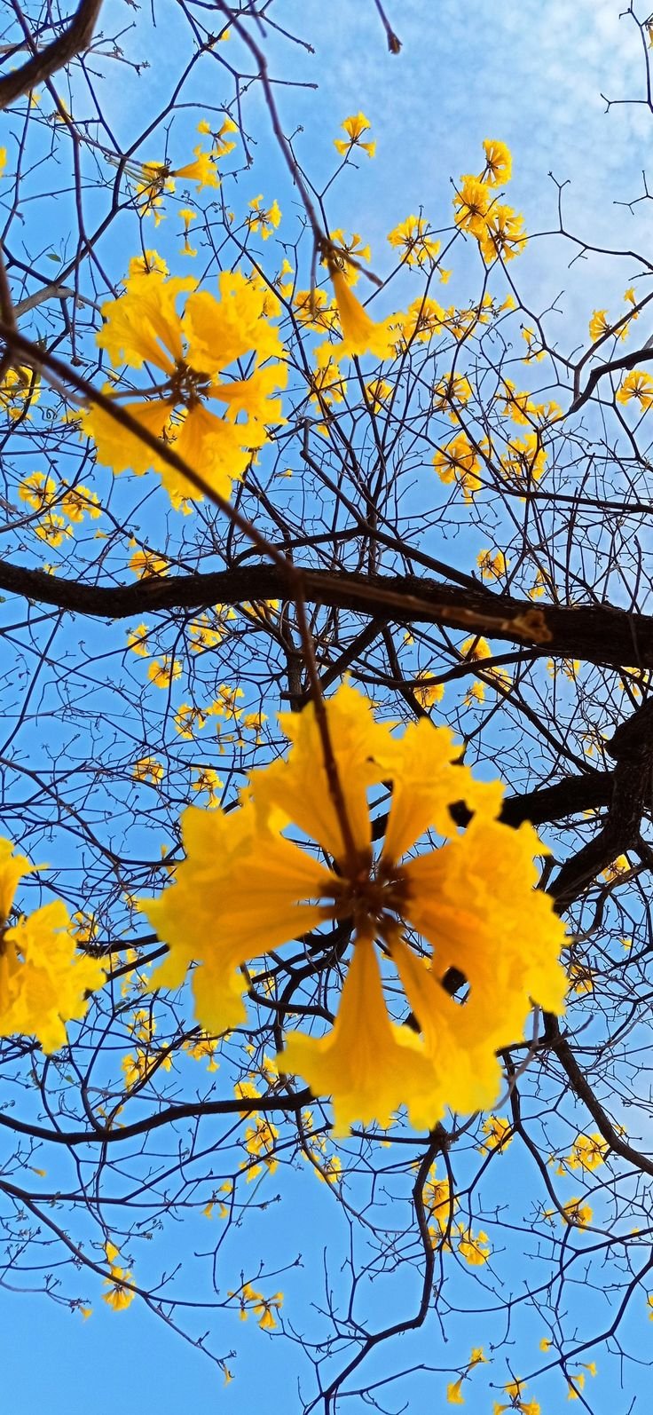 Araguaney Árbol de Venezuela 🇻🇪🌼 (1).jpeg