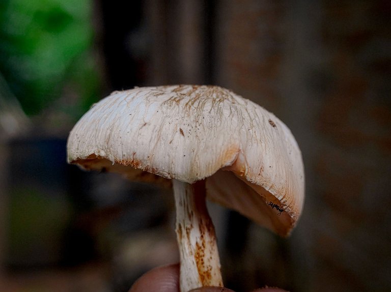1719120373099.jpg