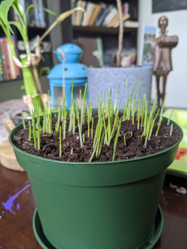 Cat Grass Early Growth- Hive Cats Caturday.jpg