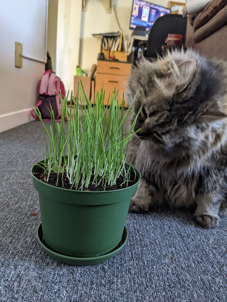 Cat Grass for Caturday.jpg