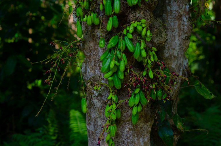 A Vegetable Starfruit-by Jamaluddin-Lodin LA 7.JPG