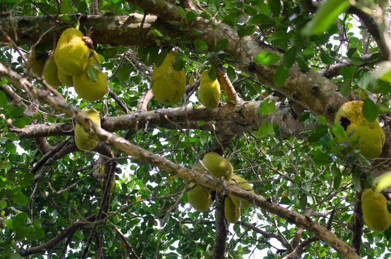 Jackfruit-by Jamaluddin-Lodin LA 4.JPG