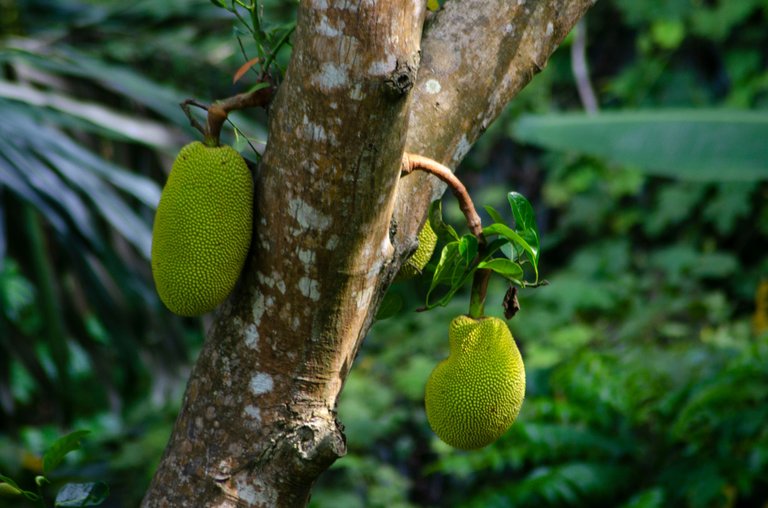 Jackfruit-by Jamaluddin-Lodin LA 3.JPG