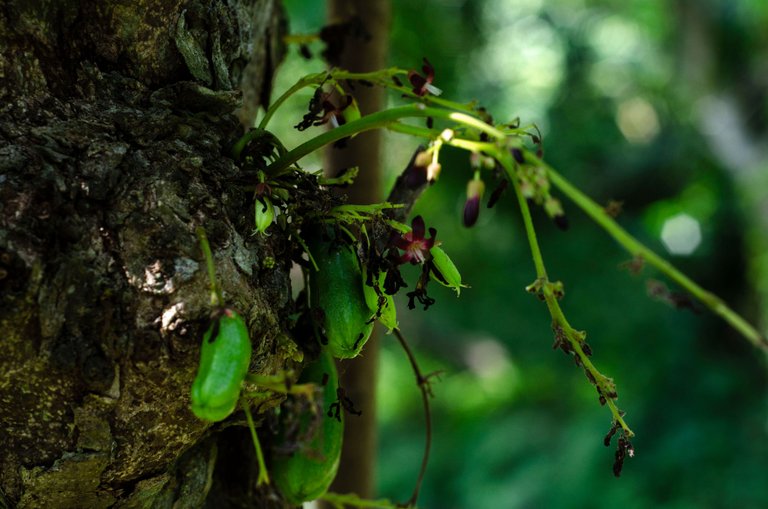 A Vegetable Starfruit-by Jamaluddin-Lodin LA 2.JPG