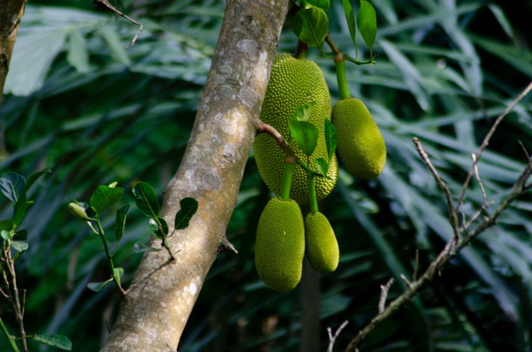 Jackfruit-by Jamaluddin-Lodin LA 5.JPG