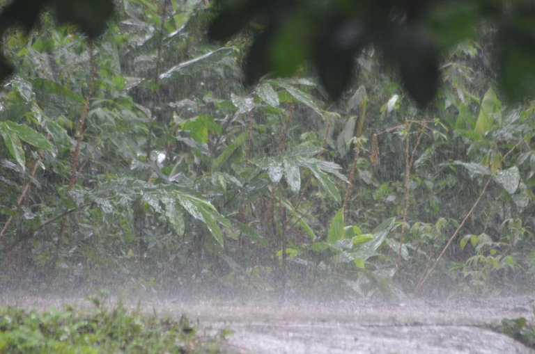 The Rain - by Jamaluddin-Lodin 4.JPG
