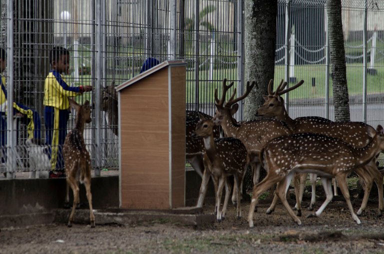 Spotted deer - March 8 2023- by Jamaluddin-Lodin  2.JPG