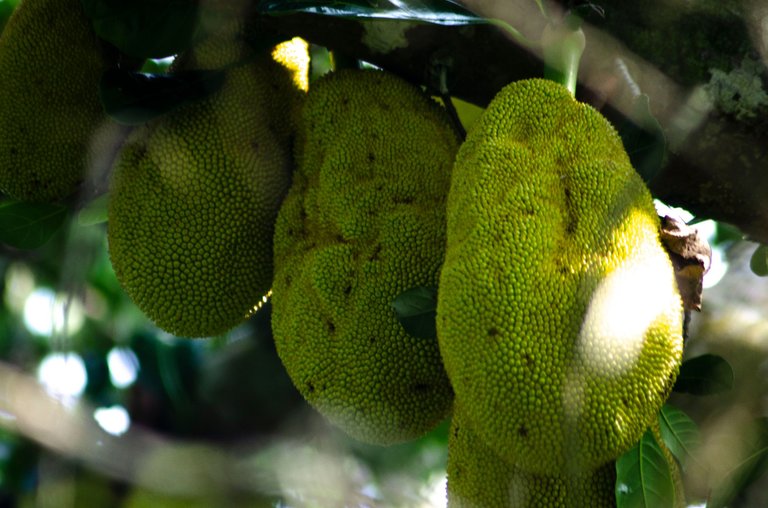 Jackfruit-by Jamaluddin-Lodin LA.JPG