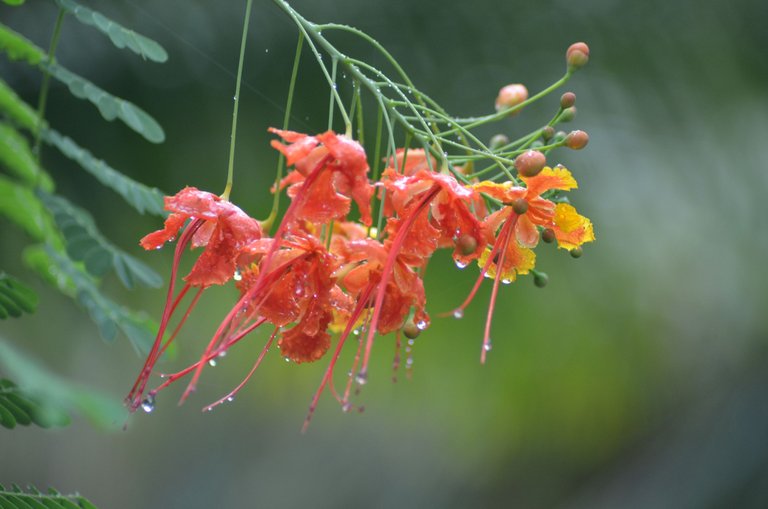 The Rain - by Jamaluddin-Lodin 3.JPG