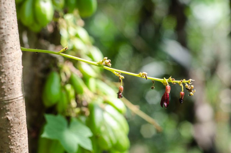 A Vegetable Starfruit-by Jamaluddin-Lodin LA 5.JPG