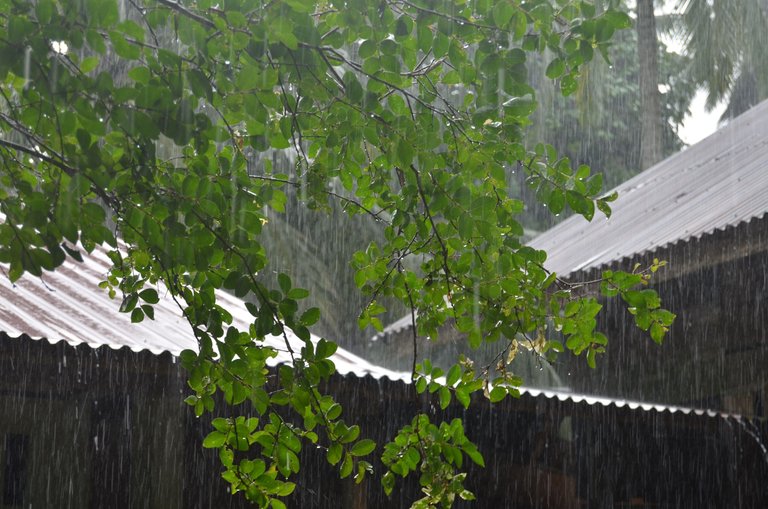 The Rain - by Jamaluddin-Lodin 1.JPG