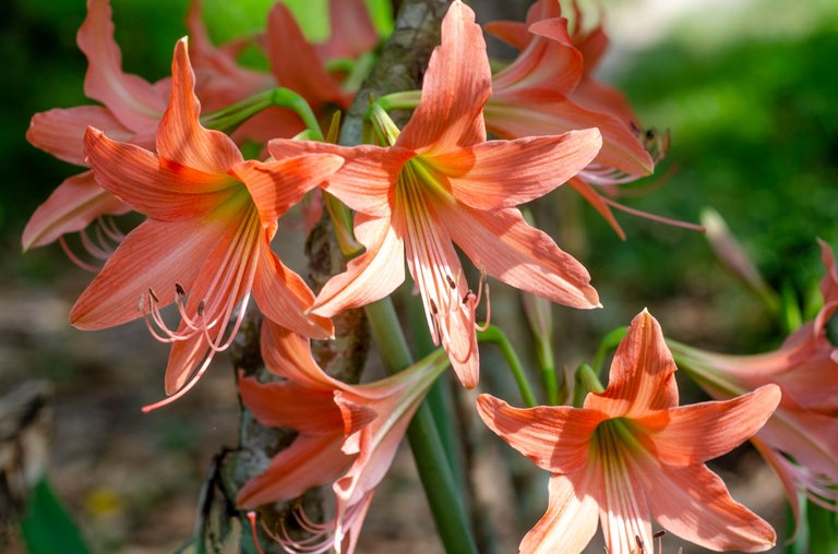 The gladiolus flower-Jamaluddin-Lodin LA 11.JPG