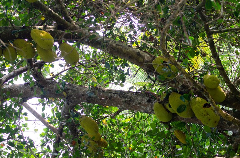 Jackfruit-by Jamaluddin-Lodin LA 6.JPG