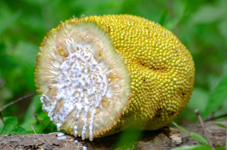 Jackfruit-by Jamaluddin-Lodin LA 10.JPG