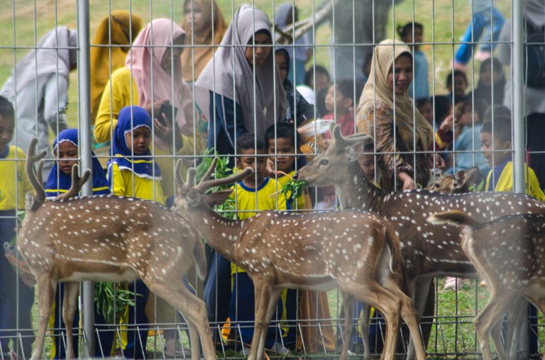 Spotted deer - March 8 2023- by Jamaluddin-Lodin  9.JPG