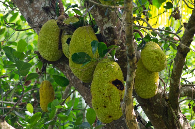 Jackfruit-by Jamaluddin-Lodin LA 8.JPG