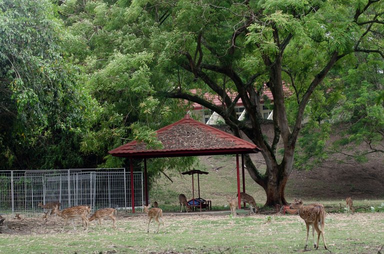 Spotted deer - March 8 2023- by Jamaluddin-Lodin  6.JPG