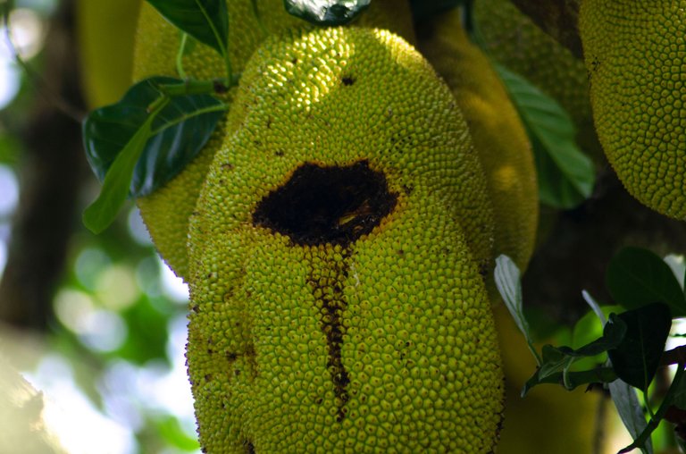 Jackfruit-by Jamaluddin-Lodin LA 2.JPG