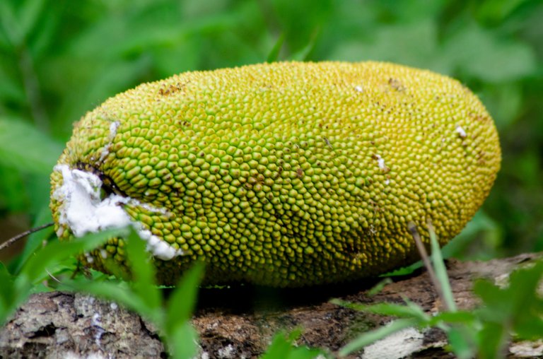 Jackfruit-by Jamaluddin-Lodin LA 11.JPG