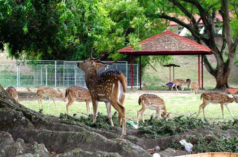 Spotted deer - March 8 2023- by Jamaluddin-Lodin  4.JPG