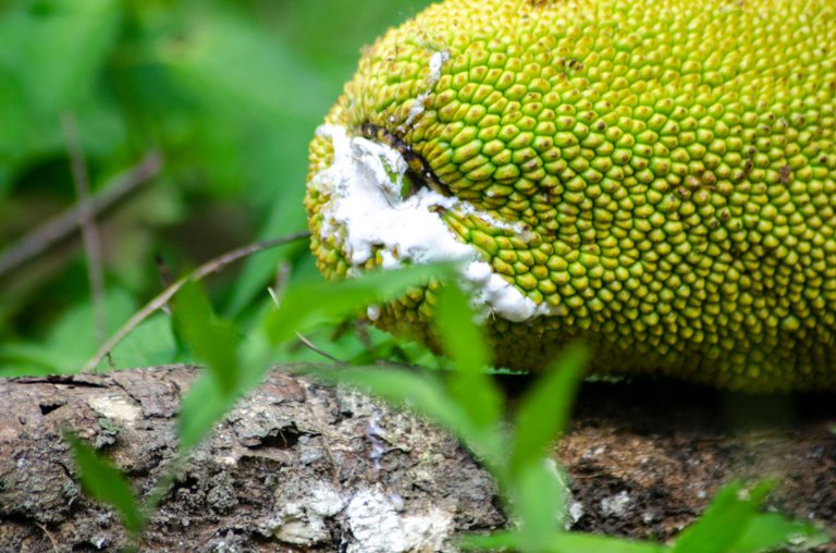 Jackfruit-by Jamaluddin-Lodin LA 9.JPG