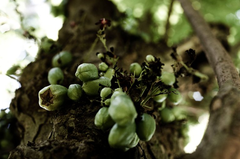 A Vegetable Starfruit-by Jamaluddin-Lodin LA 4.JPG