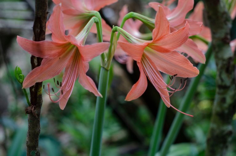 The gladiolus flower-Jamaluddin-Lodin LA 7.JPG