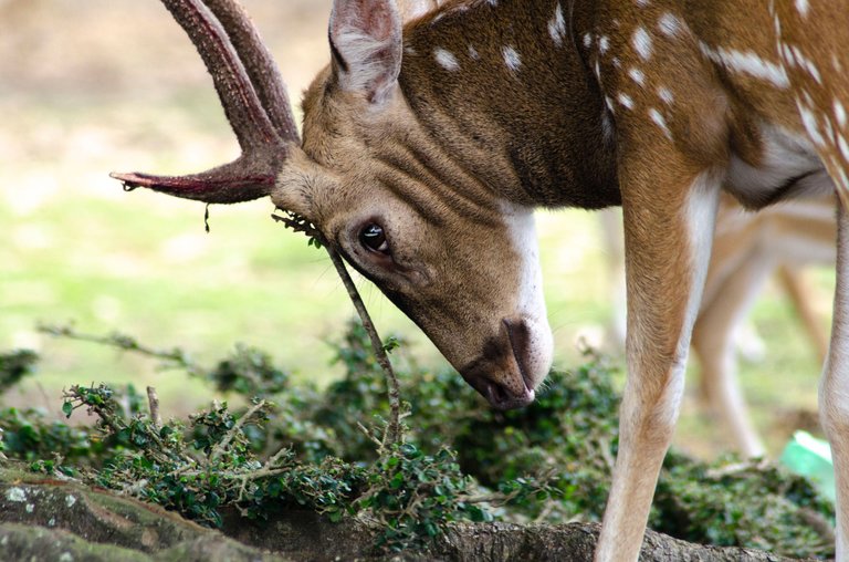 Spotted deer - March 8 2023- by Jamaluddin-Lodin  3.JPG