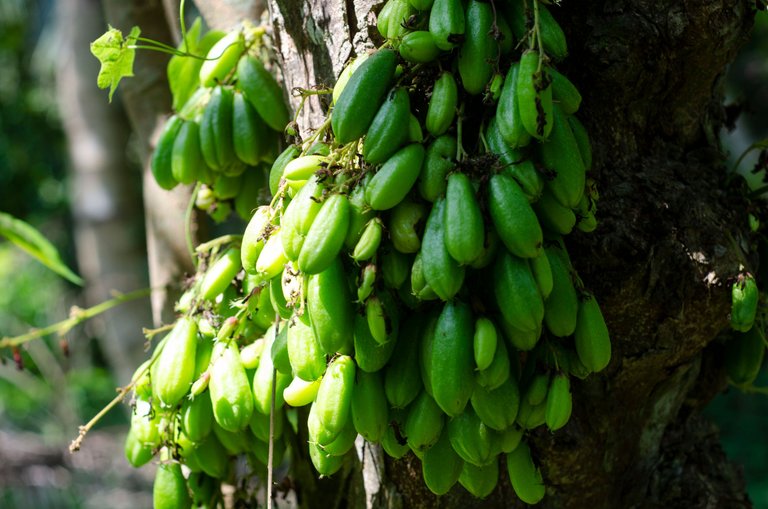 A Vegetable Starfruit-by Jamaluddin-Lodin LA.JPG