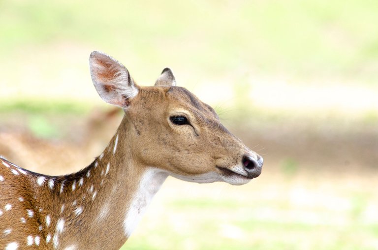 Spotted deer - March 8 2023- by Jamaluddin-Lodin  5.JPG